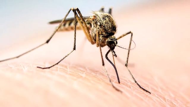 Как Сделать с Вдохновением и Умением