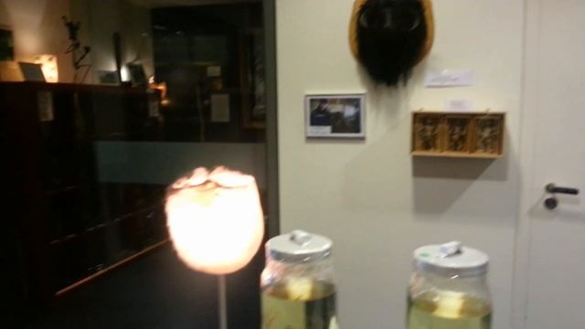 FALOTECA ISLANDIA - EL MUSEO DEL PENE -The Icelandic Phallological Museum -ICELAND смотреть онлайн