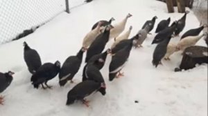 Цесарка царская птица мой опыт интересные факты