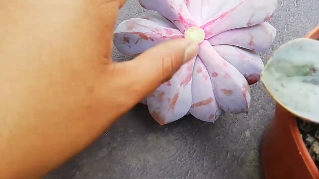 ECHEVERIA - PERLE VON - PROPAGACION por hoja y DECAPITACION смотреть онлайн