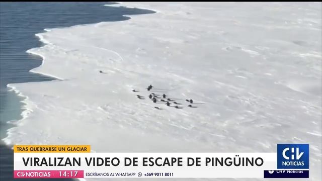 CASI QUEDA AISLADO | El angustioso escape de un pingüino que se volvió viral - CHV Noticias смотреть онлайн