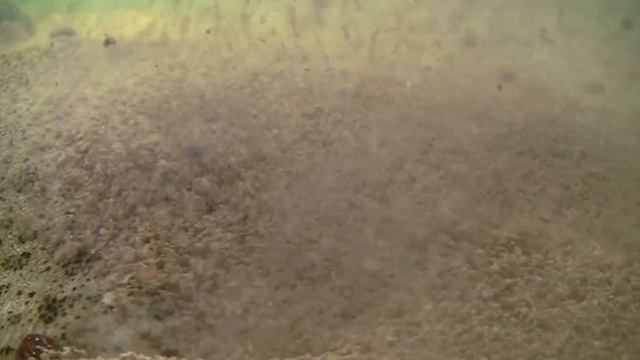 ВНИМАНИЕ! САМАЯ ВРЕДНАЯ РЫБА: ЕСТЬ КАТЕГОРИЧЕСКИ НЕЛЬЗЯ смотреть онлайн