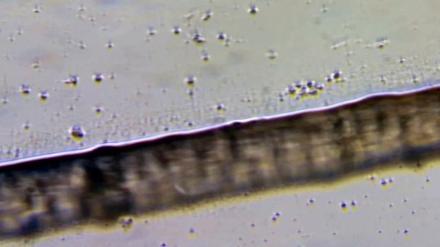Человеческий волос под микроскопом (Human Hair Under Microscope) смотреть онлайн