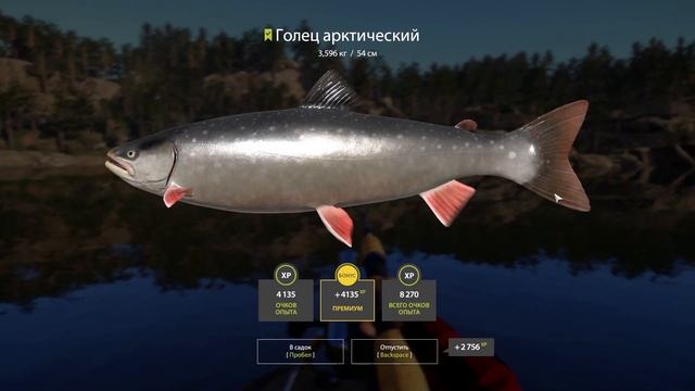 RF4 РЫБКА ЗА РЫБКОЙ ДЛЯ НОВИЧКА И НЕ ТОЛЬКО #рр4 смотреть онлайн