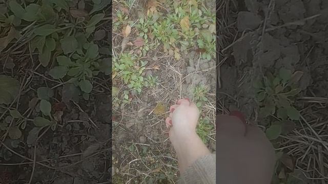 21,03,23. всходы 3летнего пиона Воронца смотреть онлайн