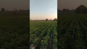 картошка сорт «Агата» 09.06.2023