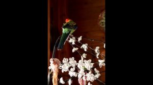 Голос розеллы