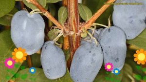 Жимолость съедобная Бореал Бьюти. Краткий обзор, описание lonicera edulis Boreal Beauty