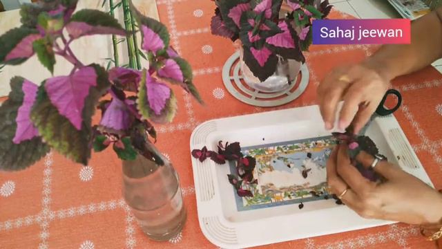 Coleus Plant Care | Coleus Plant In Water |Coleus Plant Care In Summer |How To Propagate Coleus