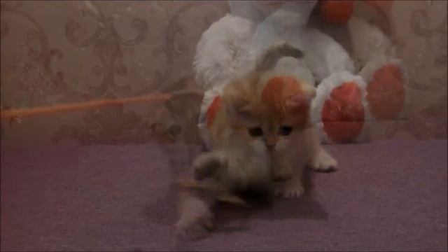 Шотландские золотые кошечки смотреть онлайн