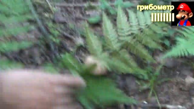 Лес снова порадовал! Finding Сoins in Deep Forest смотреть онлайн