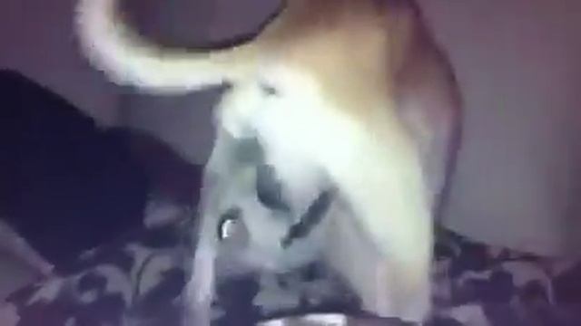 This wacky dog can do the coolest tricks! (WARNING) смотреть онлайн