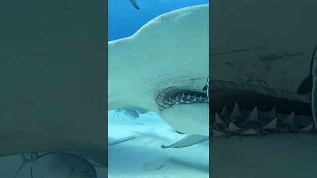 Смертельный номер! как кормить акулу с рук Death number! how to hand feed a shark!!! смотреть онлайн