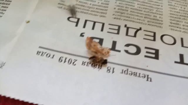 КОРМЛЕНИЕ РУЧНОГО ДУБОНОСА ? смотреть онлайн