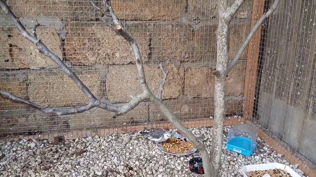 Один день из жизни попугаев Корелла в уличном вольере. смотреть онлайн