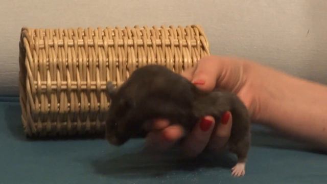 Цветочный Эльф Орхидея: с Рождеством! смотреть онлайн