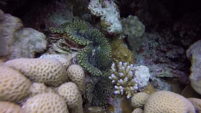 Red Sea 2019 | Liveaboard | JP Marine | St. Johns Reefs смотреть онлайн