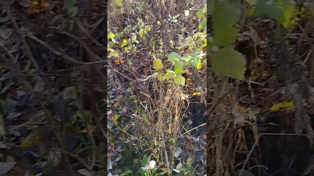 Всё в дело! Мульчируем малину листьями. смотреть онлайн