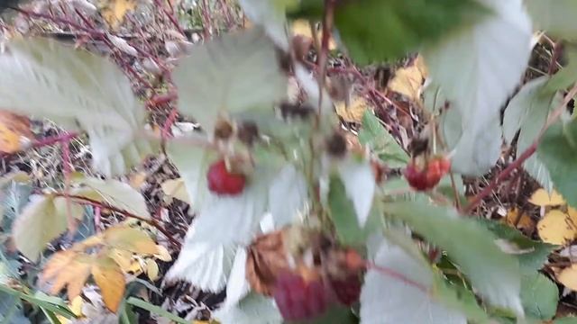 Убираем зимнию капусту и лук порей