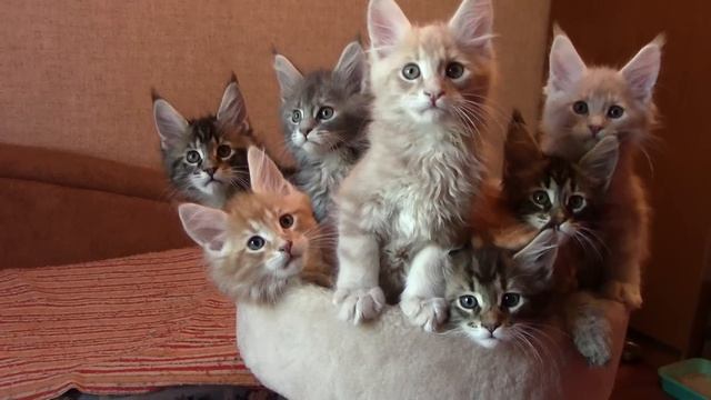 A Bouquet of Kittens || ViralHog смотреть онлайн