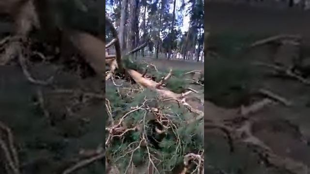 Упало дерево , ураган смотреть онлайн