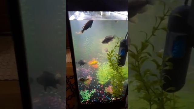 The Green Killing Machine Results In 4 Days!! смотреть онлайн
