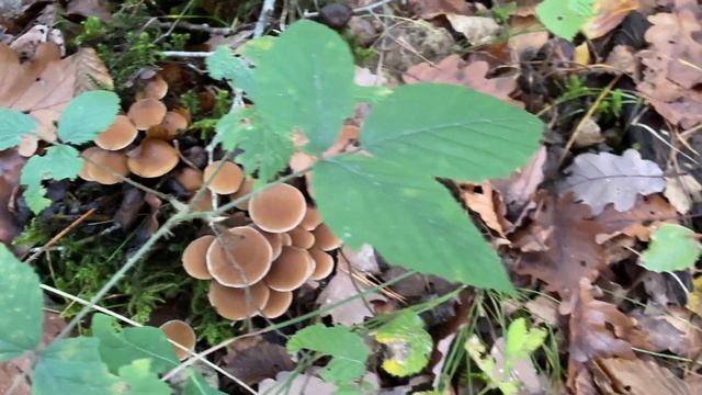 Psathyrella piluliformis, November 2, 2022 смотреть онлайн
