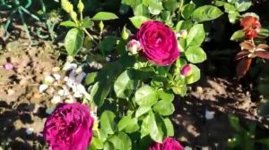 Роза Твайлайт Зоун