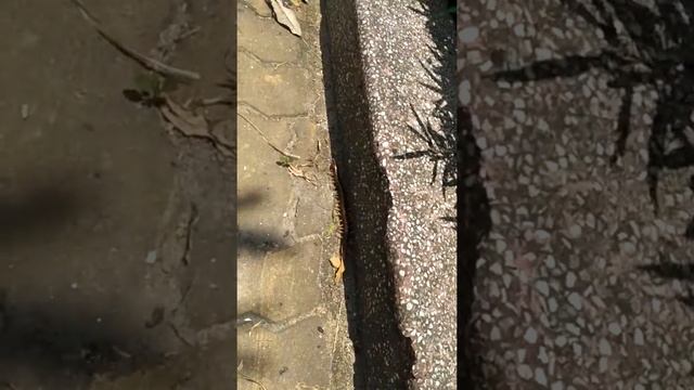 Сколопендра. Вьетнам смотреть онлайн