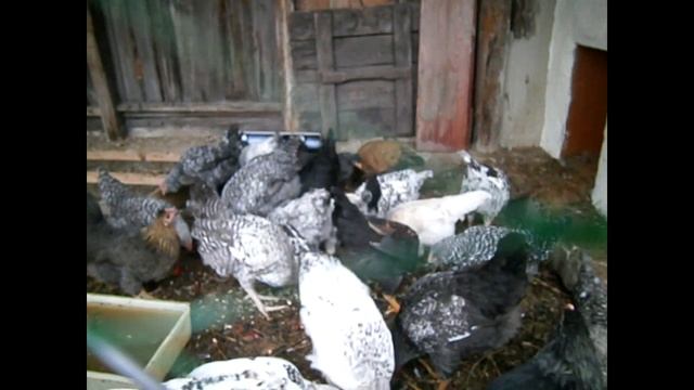 Петух закукарекал в 2,5 месяца. смотреть онлайн