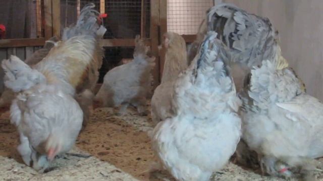 Брама Изабелла, 1 линия, октябрь 2022, Дарьин двор смотреть онлайн