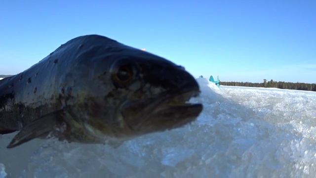 Рыбалка в Карелии. Озеро Верхнее Куйто, ч.4 смотреть онлайн
