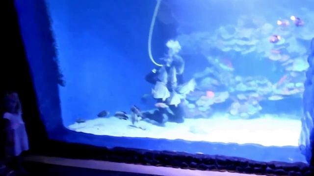 Hurghada Grand Aquarium (Посещение Океанариум в Хургаде) смотреть онлайн