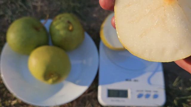 Груша Дріппін Хані. смотреть онлайн