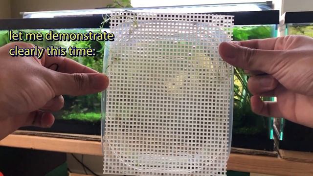 How to Breed Neon Tetras: Complete Detailed Process смотреть онлайн