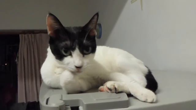 мой кот умывается