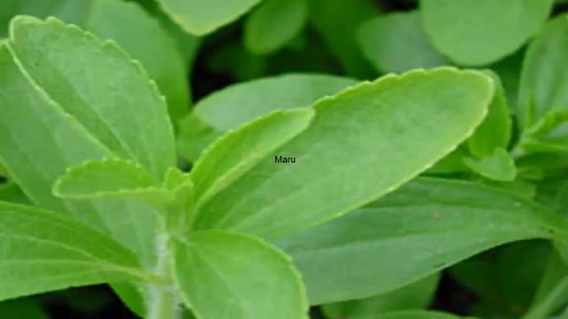 Stevia, Planta Como Endulzante Natural