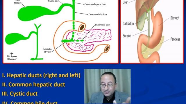 15- GIT"Biliary system" смотреть онлайн