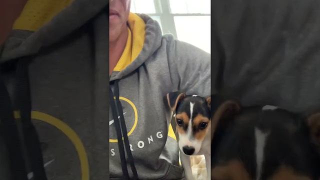 Baby Jack Russell puppy Loves her new best friend смотреть онлайн