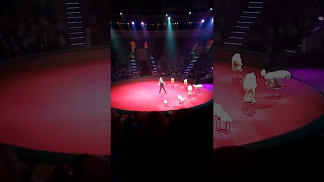 Кто не видел собак в цирке? смотреть онлайн