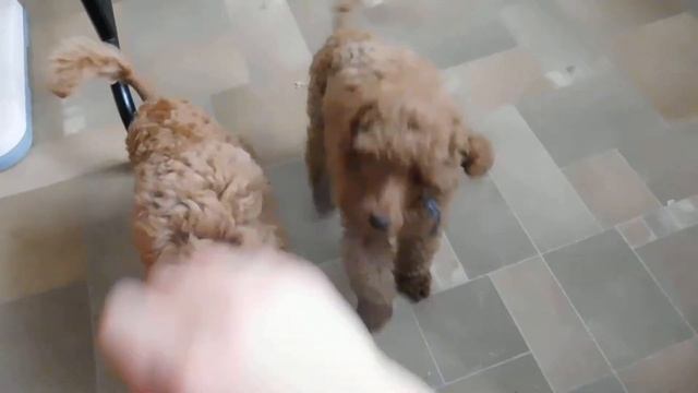 красные миниатюрные малыши пудели, д. р. 28.03.2017 смотреть онлайн