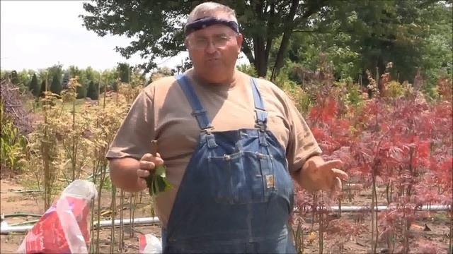 A Simple Way To Root Plants From Cuttings смотреть онлайн