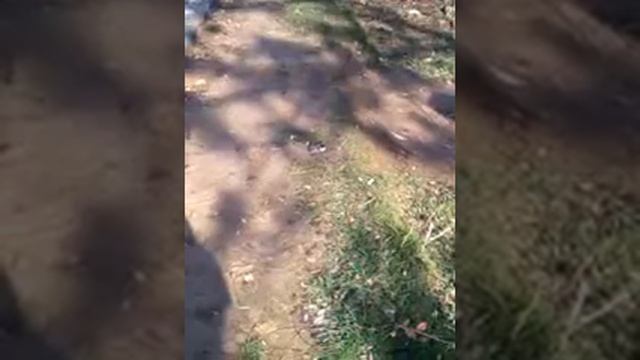 Все про хомячков джунгарских смотреть онлайн