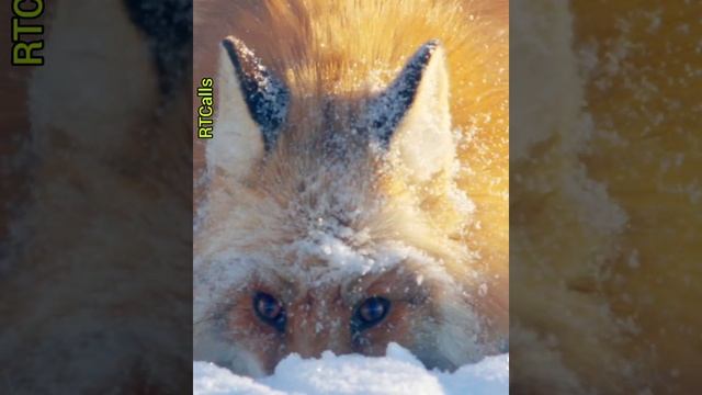 ?Манок на лису (Мышиная паника) Духовые манки для охоты на Лисицу Шакала Волка (Писк мыши) смотреть онлайн