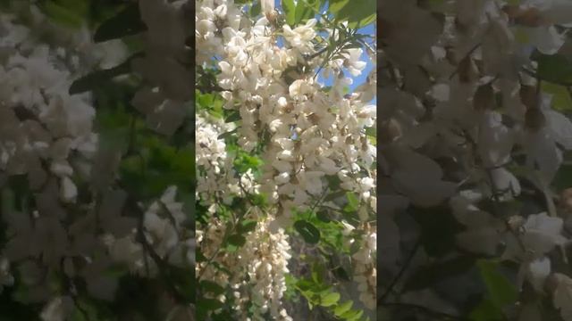 АКАЦИЯ ЦВЕТЕТ смотреть онлайн