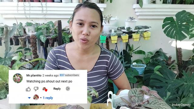 5 MISTAKES SA PAG-AALAGA NG EPISCIA / INDAY DONAY смотреть онлайн