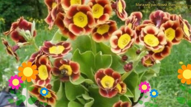 Примула ушковая ПиерсТелфорд. Краткий обзор, описание характеристик primula auricula Piers telford смотреть онлайн