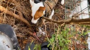 ЛОКИ БОБО играет сам ?  с новой игрушкой  ?   Дог влог