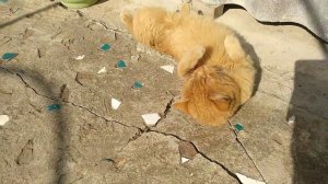 Кот, тебе нормально? Кот разговаривает (говорит) со мной