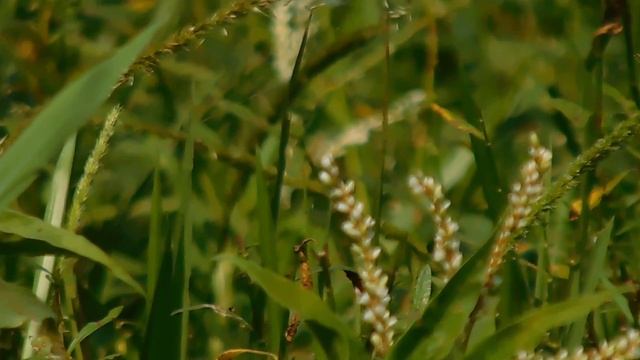 Nikon coolpix b500 смотреть онлайн